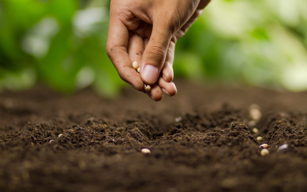 Falling into Goodness: Daily Readings for Lent