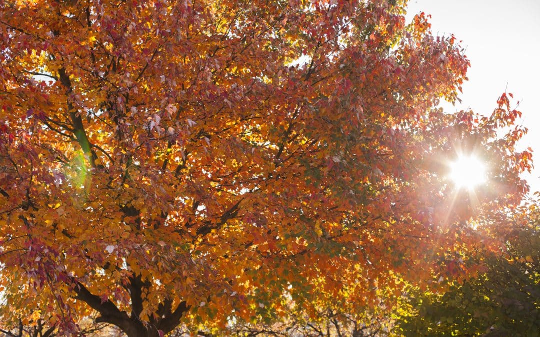 What is the Season of Creation?